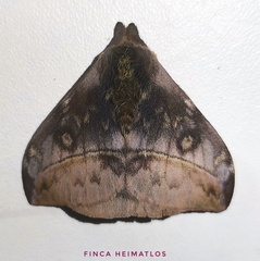 Hylesia annulata