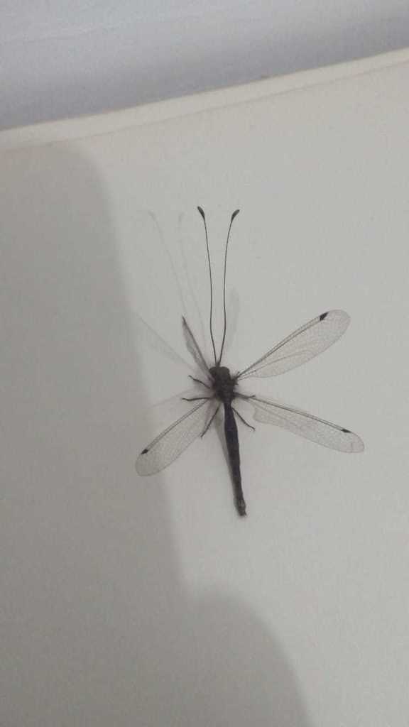 Ascalorphne impavida