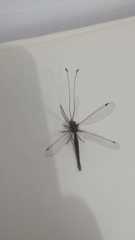 Ascalorphne impavida