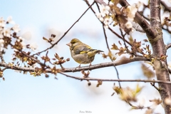 Chloris
