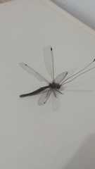 Ascalorphne impavida