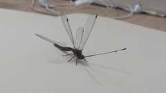 Ascalorphne impavida