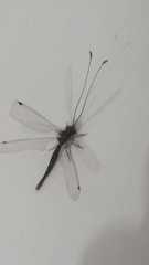 Ascalorphne impavida