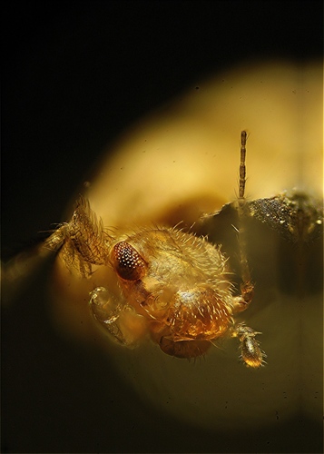 Bark Lice, Book Lice, and Parasitic Lice photo 6