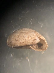 Paravitrea conecuhensis