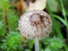 Pseudohydropus parafunebris