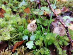 Pseudohydropus parafunebris