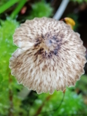 Pseudohydropus parafunebris