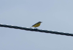 Motacilla flava iberiae