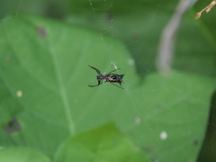 Micrathena swainsoni