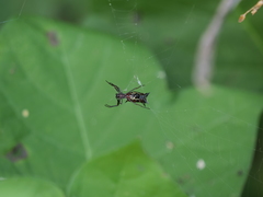 Micrathena swainsoni