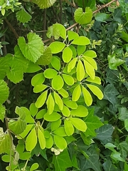 Akebia
