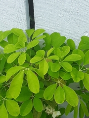 Akebia