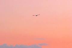 Nycticorax nycticorax