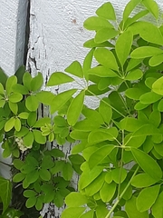 Akebia