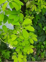Akebia