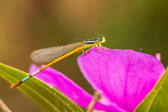 Minagrion