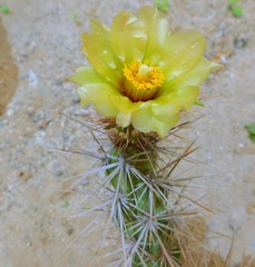 Grusonia robertsii