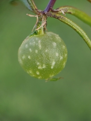 Dryocosmus quercuslaurifoliae