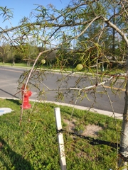 Dryocosmus quercuslaurifoliae