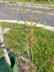 Dryocosmus quercuslaurifoliae