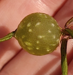 Dryocosmus quercuslaurifoliae