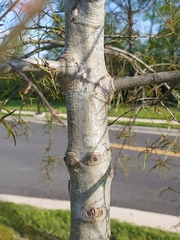 Dryocosmus quercuslaurifoliae