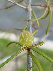 Dryocosmus quercuslaurifoliae