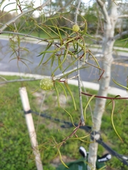 Dryocosmus quercuslaurifoliae