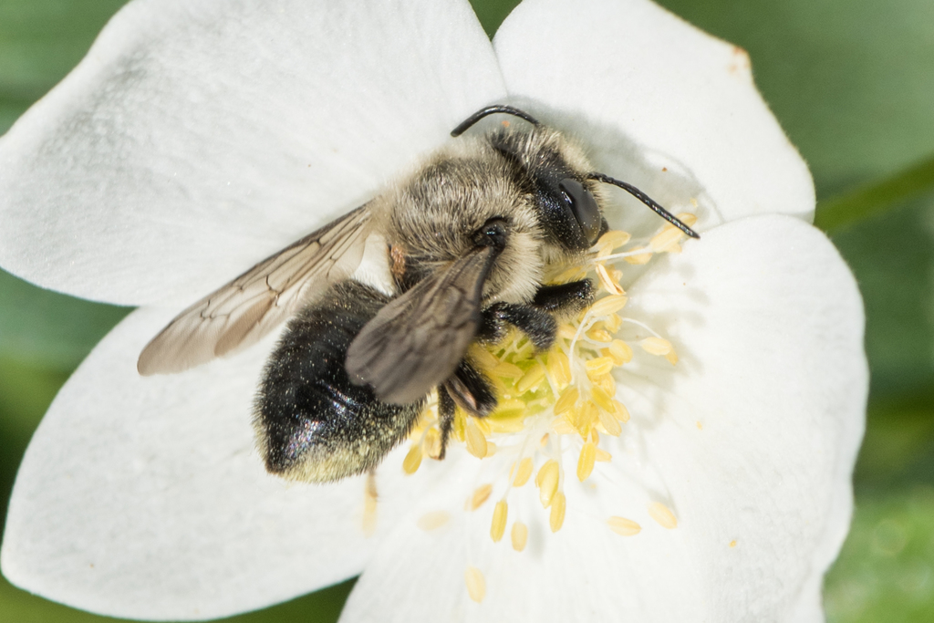Small-handed Leaf-cutter Bee