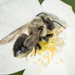 Megachile gemula - Photo (c) Heather Holm, algunos derechos reservados (CC BY-NC), subido por Heather Holm