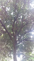 Macadamia ternifolia