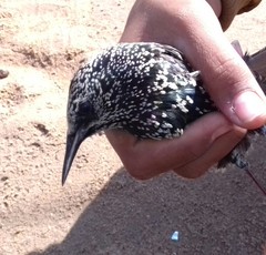 Sturnus vulgaris