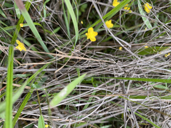 Utricularia subulata