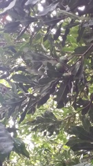 Macadamia ternifolia