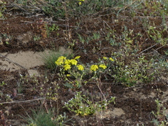 Alyssum montanum gmelinii