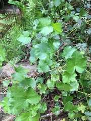 Sidalcea malachroides