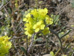 Alyssum montanum gmelinii
