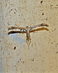 Hellinsia surinamensis