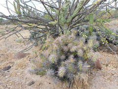 Grusonia robertsii