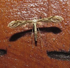 Hellinsia surinamensis