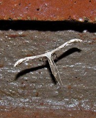 Hellinsia surinamensis