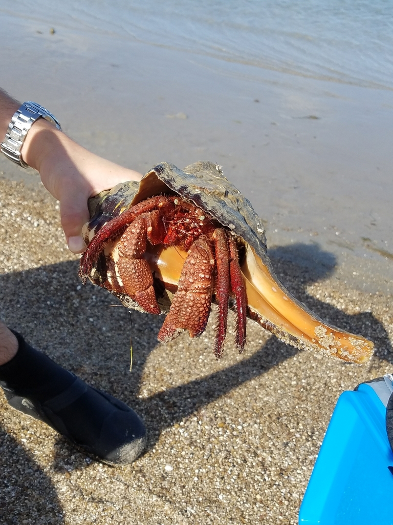 Photo of Atlantic Giant Hermit (Petrochirus diogenes)