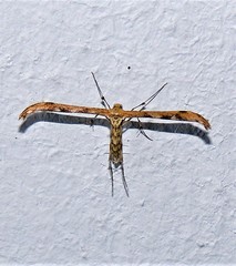 Hellinsia surinamensis