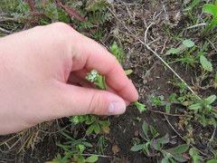 Myosotis verna