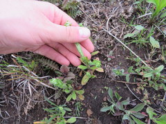 Myosotis verna