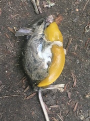 Peromyscus californicus