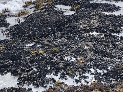 Arenaria melanocephala