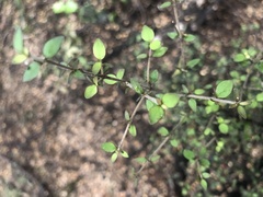 Streblus heterophyllus