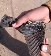 Sturnus vulgaris